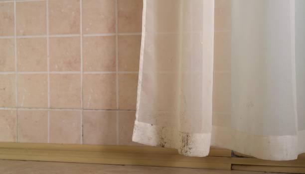 Environmental Consulting for Mold Prevention in Thoreau, NM