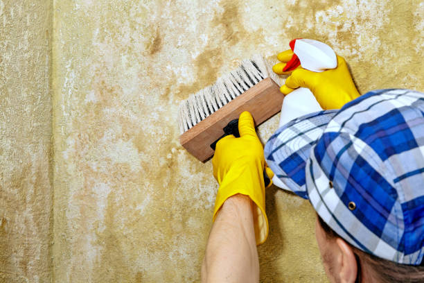 Trusted Thoreau, NM Mold Removal Experts