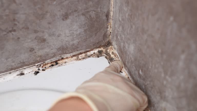 Best Basement Mold Removal  in Thoreau, NM